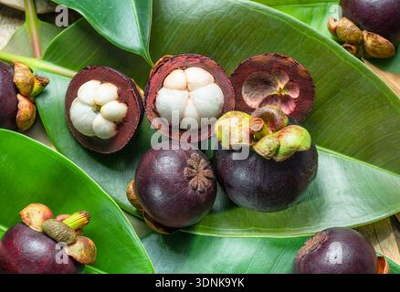 Mangostanfrüchte auf grünen Blättern aus nächster Nähe. Stockfoto