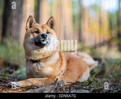 Porträt des Shiba Inu Hundes, der im Wald liegt. Verschwommener Naturhintergrund. Stockfoto