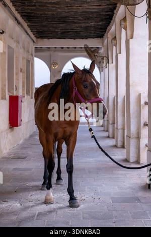 Doha, Katar - 14. Februar 2026: Pferdestall in Souq Waqif Doha Katar Stockfoto