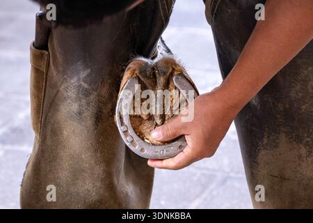 Doha, Katar - 04. Februar 2026: Der Farrier passt das Hufeisen an den Hufhufe. Er hält einen Hammer in der Hand, mit dem er die Nägel treibt Stockfoto