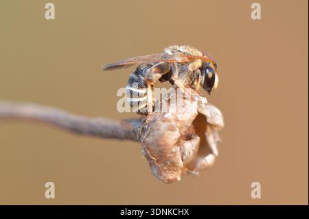 Makroprofil einer Alfalfa-Leafcutter-Biene (Megachile rotundata) auf einem getrockneten Samenkopf in Zypern. Stockfoto