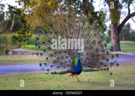 Pfauenvogel mit aufgefächertem Schwanz, farbenfrohen Pfauenfedern-Augen-Muster Stockfoto
