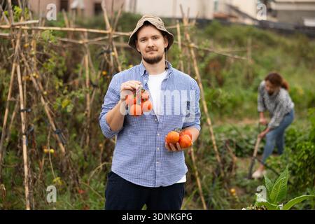 Porträt eines glücklichen Bauern, der rote Tomaten pflückt Stockfoto