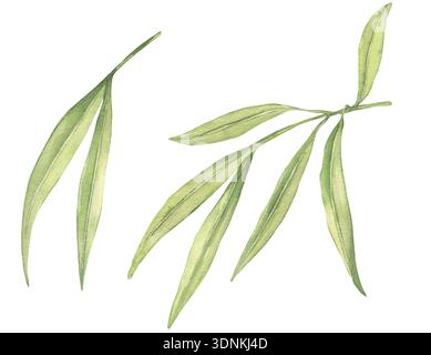Aquarell Bambusblätter Illustrationsset, handgemaltes botanisches Blumenelement Stockfoto