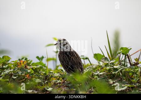 Savannah Spatrow Passerculus sandwichensis auf der Vegetation, Anahuac National Wildlife Refuge, Texas, USA, Dezember 2017 Stockfoto