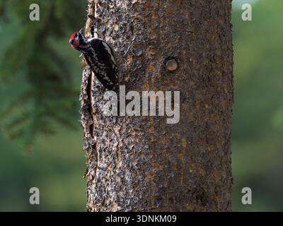 Sphyrapicus nuchalis, der auf der Suche nach Nahrung an einem Nadelbaum ist, in der Nähe der Jackson Lake Lodge, Grand Teton National Park, Wyoming, USA, Ju Stockfoto