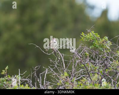 Lerk Spatrow Chondestes grammacus auf einem Busch, Zimmerrman Trail, in der Nähe von Billings, Montana, USA, Juni 2019 Stockfoto