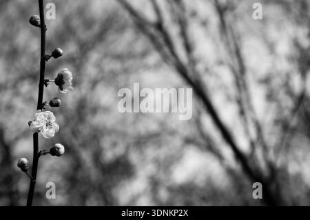 Obstbäume blühen vor blauem Himmel - Frühlingsbeginn. Selektiver Fokus und geringe Schärfentiefe. Veraltetes Foto. Schwarz-weiß. Stockfoto