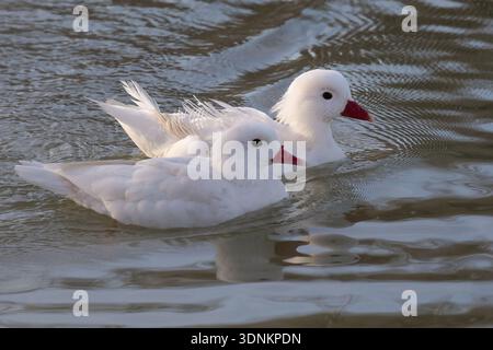 Albino-Mandarine-Ente Stockfoto