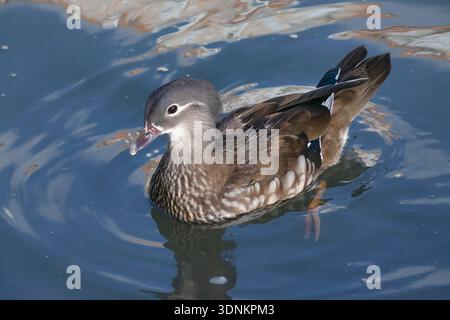 Mandarinente auf dem Wasser Stockfoto