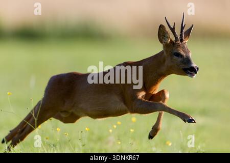 Action-Schuss eines männlichen Rehs (Capreolus capreolus), der durch eine grüne Wiese läuft. Stockfoto