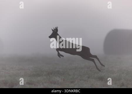 Silhouette eines männlichen Reh (Capreolus capreolus), der durch dicken Nebel auf einem Winterfeld springt. Stockfoto