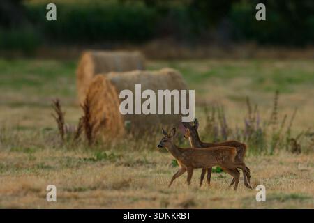 Zwei junge Rehe (Capreolus capreolus) laufen durch ein erntestes Feld mit Heuballen im Hintergrund. Stockfoto
