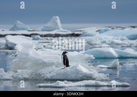 Gentoo-Pinguine (Pygoscelis papua) auf der Eisscholle, Petermann Island, Antarktis. Stockfoto