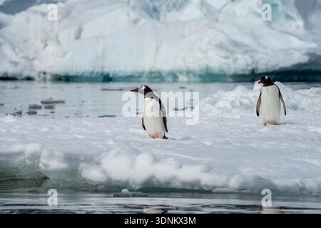 Gentoo-Pinguine (Pygoscelis papua) auf der Eisscholle, Petermann Island, Antarktis. Stockfoto