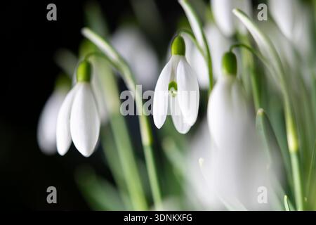 Nahaufnahme einzelner weißer Schneeglöckchen, die im Spätwinter blühen Stockfoto