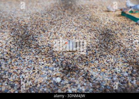 Ein winziger zebrafink mit einem knallorangen Schnabel liegt ruhig auf einem Bett aus feinem Kies und Vogelsamen. Stockfoto
