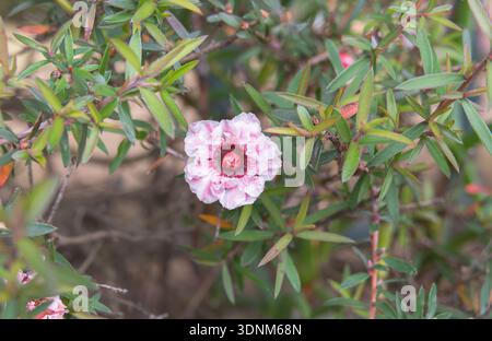 Makroaufnahme einer rosafarbenen Doppelblüte Manuka Blume Leptospermum scoparium, die zwischen kleinen grünen immergrünen Blättern blüht Stockfoto