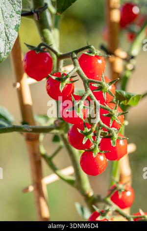 Kirschtomaten bedeckt mit Wassertropfen auf Tomatenpflanze aus nächster Nähe. Vertikale Aufnahme. Stockfoto