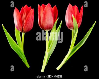 Drei rote Tulpen, isoliert auf schwarzem Hintergrund. Beschneidungspfad ist vorhanden. Stockfoto