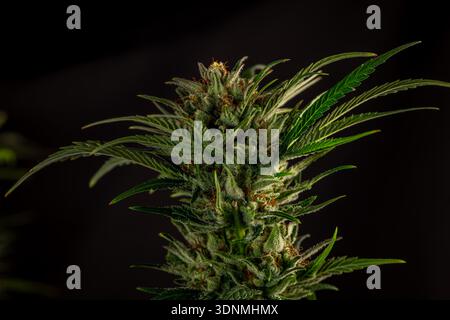 Reife Marihuana-Blüte spezielle Königin-Sorte mit schwarzem Hintergrund Stockfoto