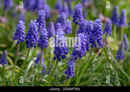Kleine Traubenhyazinthe, gewöhnliche Traubenhyazinthe Stockfoto