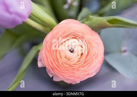 Nahaufnahme einer orangen Ranunkelblüte mit mehrschichtigen Blütenblättern Stockfoto