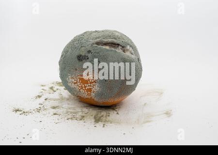Verfaultes Orange mit grüner Form, isoliert auf weißem Hintergrund. Verdorbenes Obst, Verfall und Lebensmittelkontamination. Stockfoto