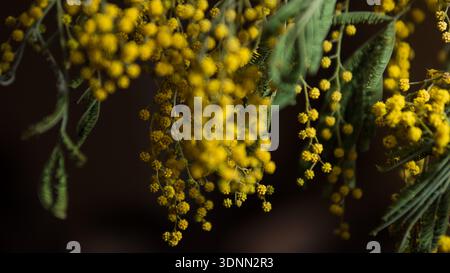 Mimosa Flowers Macro Hintergrund Stockfoto