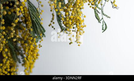 Mimosa Blumen mit Kopierraum auf weißem Hintergrund Stockfoto