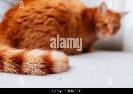 Komfortable Szene Mit Einer Orangen Katze Mit Gestreiftem Schwanz In Gemütlicher Wohnumgebung Stockfoto