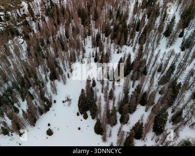 Ein Wald im Bergdorf Chamois aus der Vogelperspektive im Winter Stockfoto