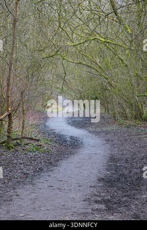 Winding Wet Dirt Path durch Woodland im Moses Gate Country Park, Bolton, Großbritannien Stockfoto