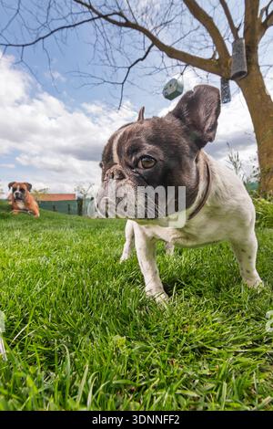 Eine neugierige Bulldogge erkundet einen lebendigen Garten im Hinterhof, während ein anderer Hund im Hintergrund ruht. Heller Himmel, Bäume und eine verspielte Outdoor-Szene sind perfekt für Stockfoto