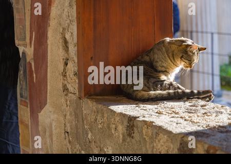 Streunende Tabbykatze, die im Sonnenlicht auf einem verwitterten Steinvorsprung im Archäologischen Park Pompeji, Italien, ruht. Antike römische Fresken sichtbar. Stockfoto