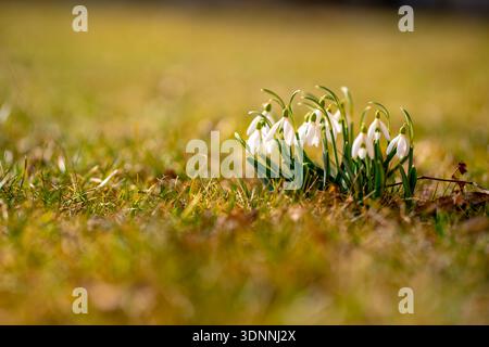 Kleine Gruppe blühender Schneeglöckchen (Galanthus nivalis), die aus dem Gras auftauchen, Symbol für den frühen Frühling, Erneuerung und natürlichen Minimalismus. Stockfoto
