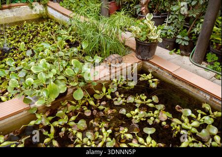 Dekorative Schildkrötenskulptur am Rand eines Teichs mit Wasserhyazinthe in einem tropischen Gewächshaus. Konzept von Gartendekoration und heiterem botanischem Atmo Stockfoto