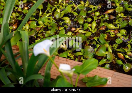 Weiße Calla Lilie blüht vor einem Gewächshausteich mit schwimmender Wasserhyazinthe. Konzept von eleganter Blumenschönheit und professioneller Botanik Stockfoto
