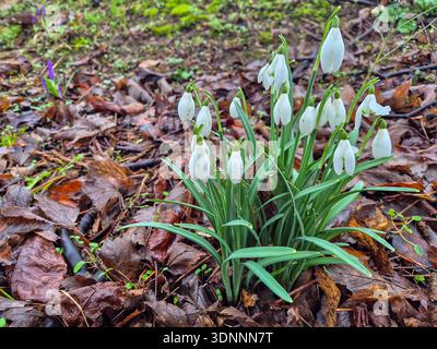 Der erste Auftritt von Crocus vor dem Frühjahr 2026 in Nottingham, Großbritannien. Stockfoto