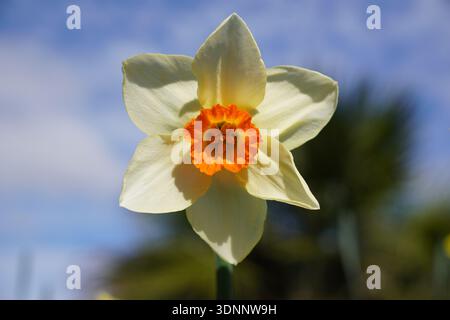 narzissen-Blüte während der Frühlingsblüte. Helle Gartenblume mit cremeweißen Blüten und orangefarbenem Zentrum Stockfoto