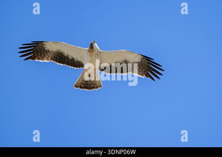 Lichtermorph des Booted Adlers (Hieraaetus pennatus / Aquila pennata) im Flug gegen den blauen Himmel, Spanien Stockfoto