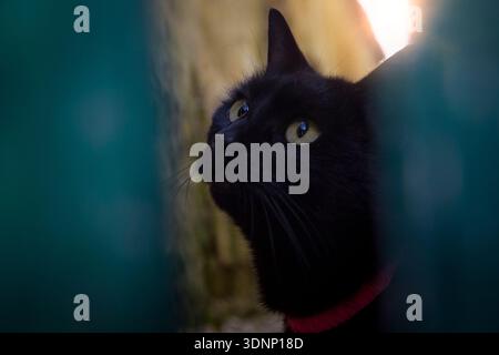 Schwarze Katze Nahaufnahme Porträt durch den Holzzaun Stockfoto
