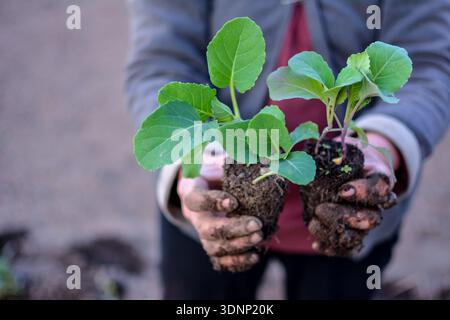 Das Pflanzverfahren junger Steinkeimlinge. Jungkohl-Pflanzen werden von einem Gemüsearbeiter gehalten, bevor sie in den Boden gepflanzt werden. Stockfoto