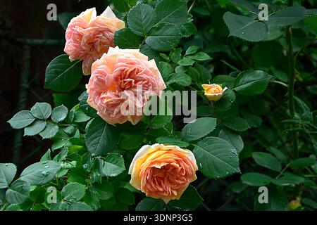 Sträucher Orange Rose in natürlichen Bedingungen im Garten, im Park. Viele kleine rosa Rosen auf Busch Nahaufnahme im Garten bei Sonnenuntergang. Stockfoto