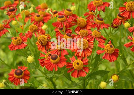 Helenium Konigstiger. Helenium. Helenium autumnale. Bush Helenium. Grüne Blätter. Schöne helle Blumen. Stauden. Lange blühende Pflanze. Sommer da Stockfoto