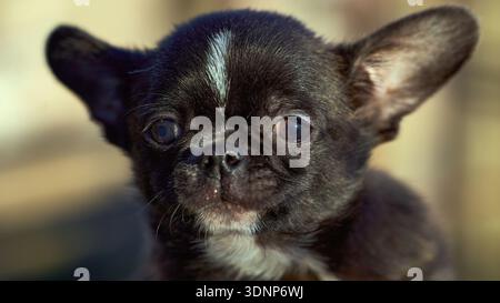 Niedlicher chihuahua-Welpe mit ausdrucksstarken Augen Stockfoto