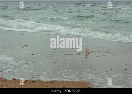 Möwe gegen Sturm auf dramatischer Meereslandschaft. Wildvögel-Konzept. Möwen am Meer bei schlechtem Wetter. Fliegen und Freiheit. Stockfoto