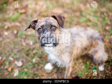 Ein schmutziger, drahthaariger Border Terrier-Mischhund, der mit einem Kopf nach oben blickt Stockfoto