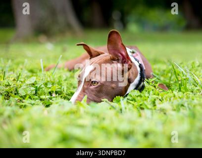 Ein Pit Bull Terrier Mischling Welpe mit großen Schlampenohren, der mit dem Kopf nach unten im Gras liegt Stockfoto