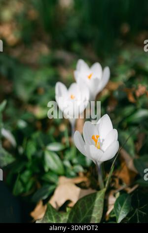 Weiße Krokusblüten wachsen im Frühling in einem Garten mit grünen und braunen Blättern um sie herum. Stockfoto